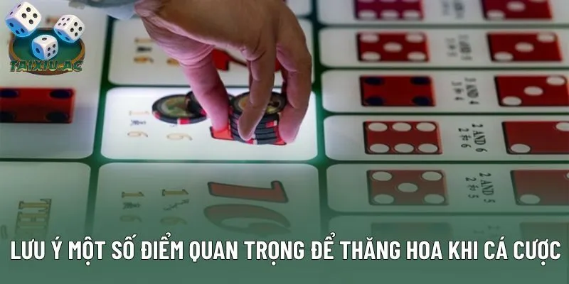Lưu ý một số điểm quan trọng để thăng hoa khi cá cược